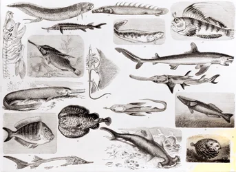 Ichthyologie - Elasmobranch, Ganoid und Knochenfische